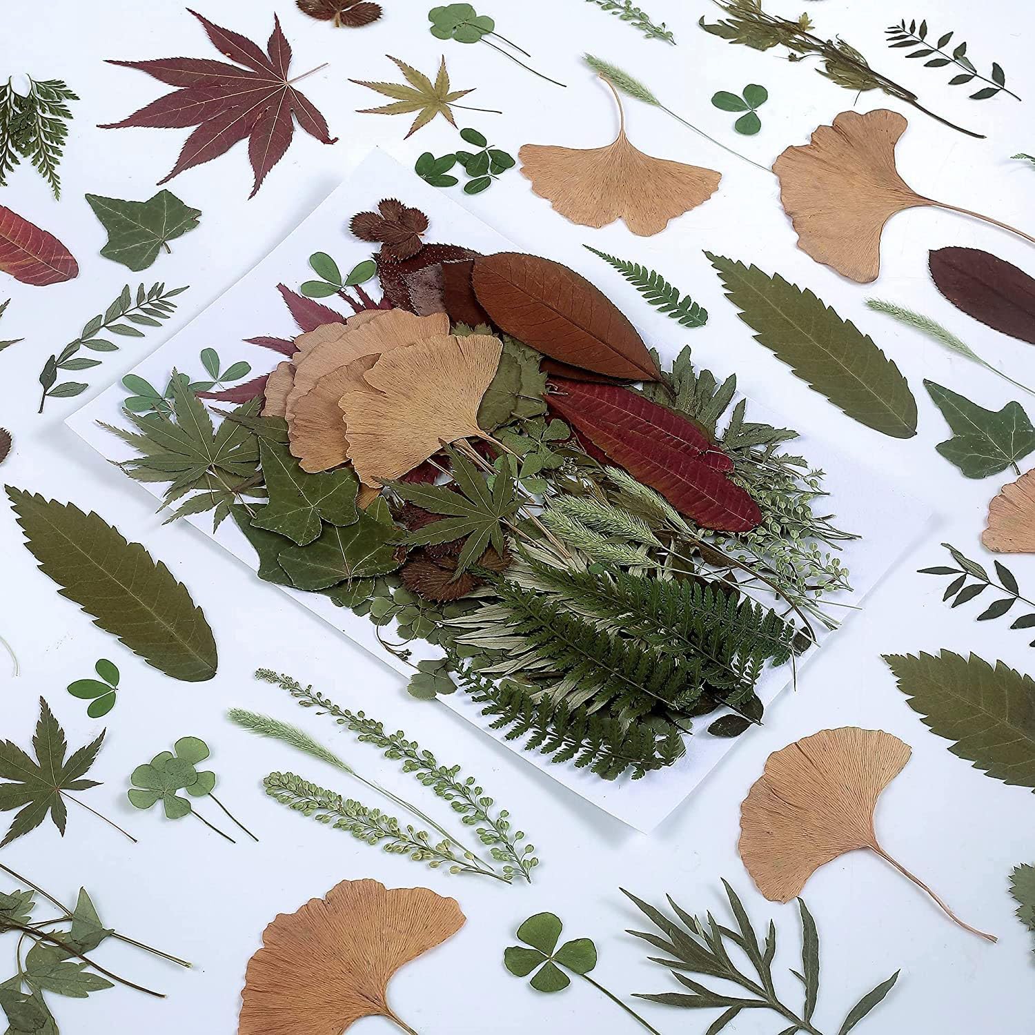 100 PCS Real Dried Greenery Leaves for DIY Resin Jewelry Craft