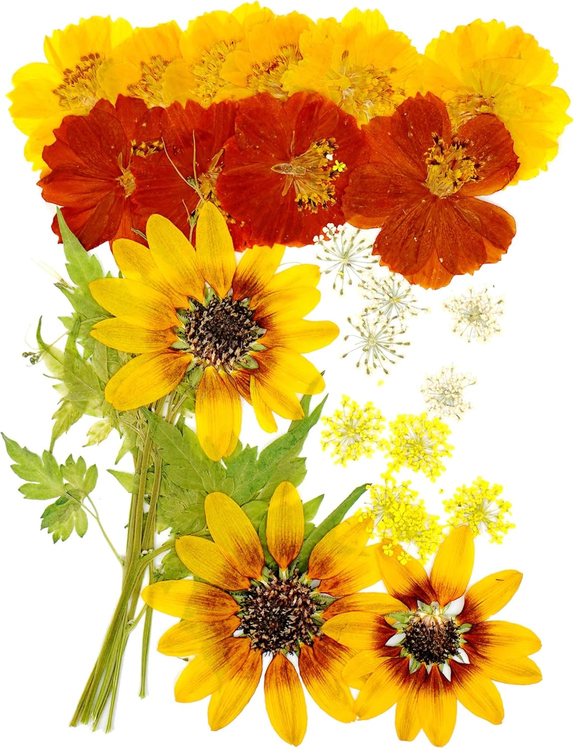 Yellow Sunflowers Big Dried Flowers for Resin Mold Craft