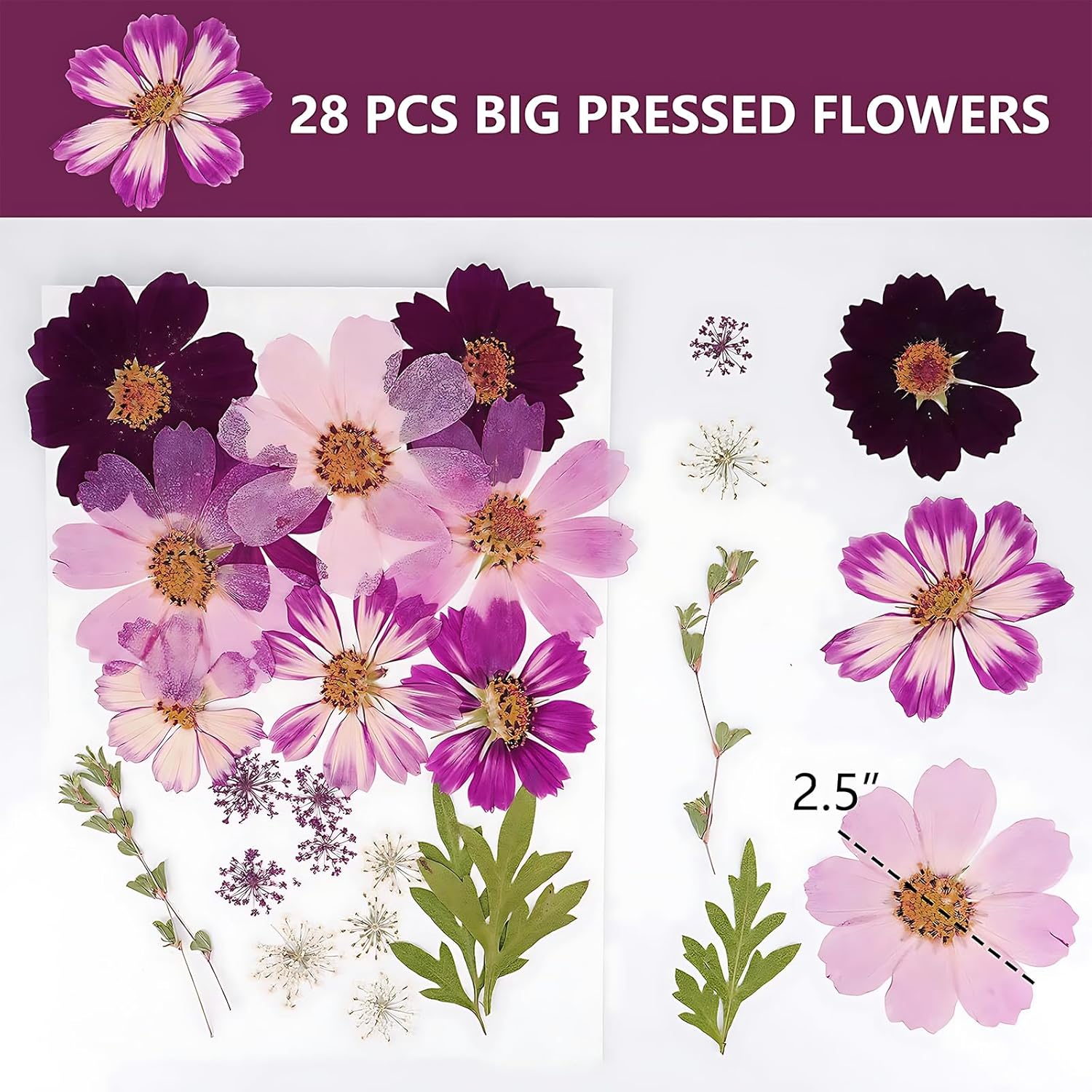 Big Dried Flowers for Resin Crafting and Scrapbooking Supplies Purple Galsang