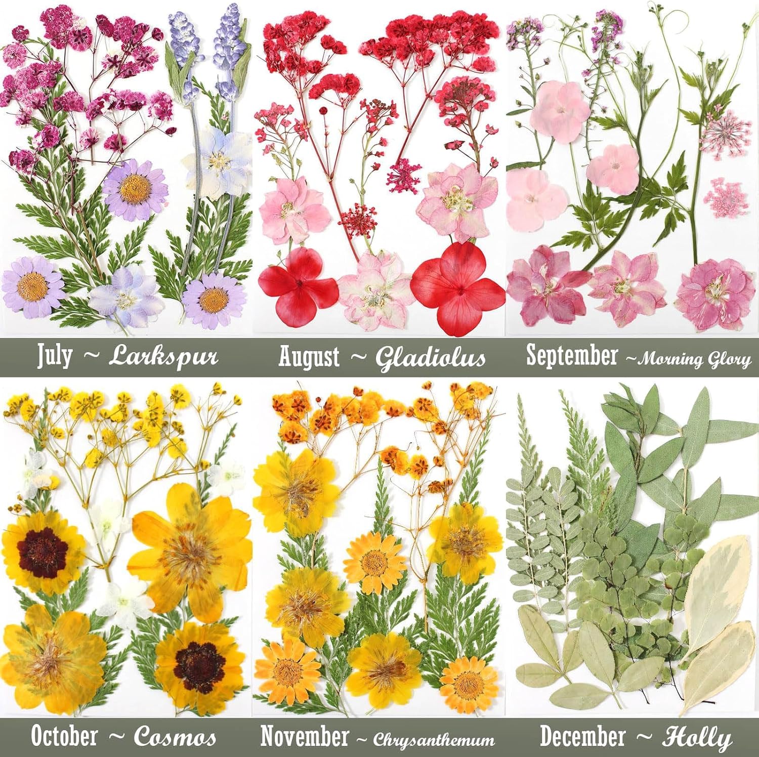 12 Packs Real Dried Flowers for Crafts and Decor