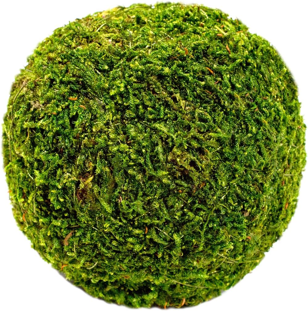 SuperMoss 4 Inch Fresh Green Moss Ball for Crafts