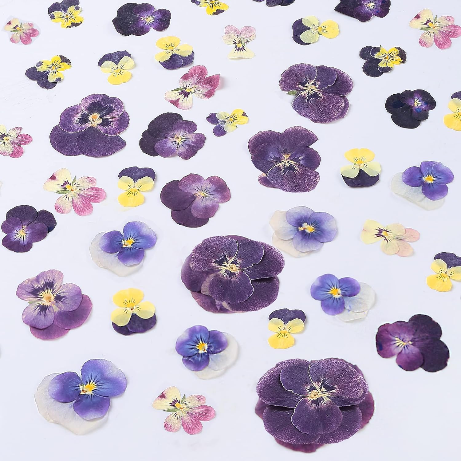 48 Pcs Mix Natural Dried Johnny Jump Up Flowers for Crafts