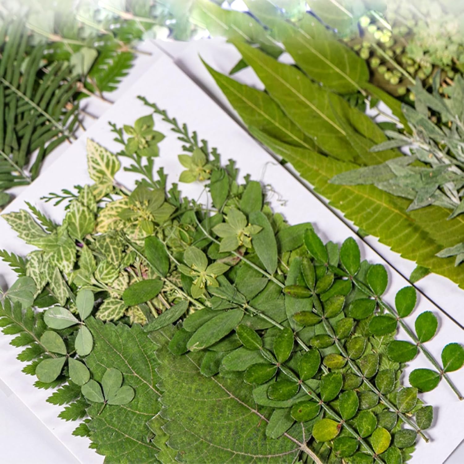 35Pcs Dried Pressed Flowers Leaves for Resin Crafts DIY Art