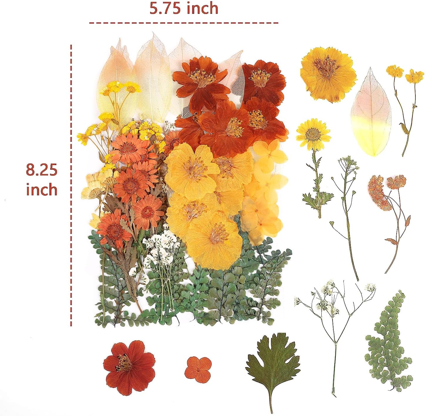 AHTONG 100 PCS Real Dried Flowers Leaves Natural Plant Herbarium - Fall Yellow Orange