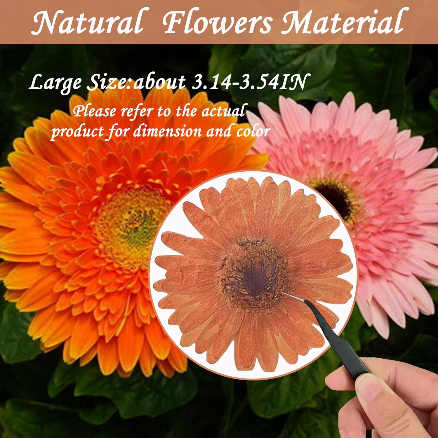 ALJ Large Dried Sunflowers for Resin Crafts Embellishment