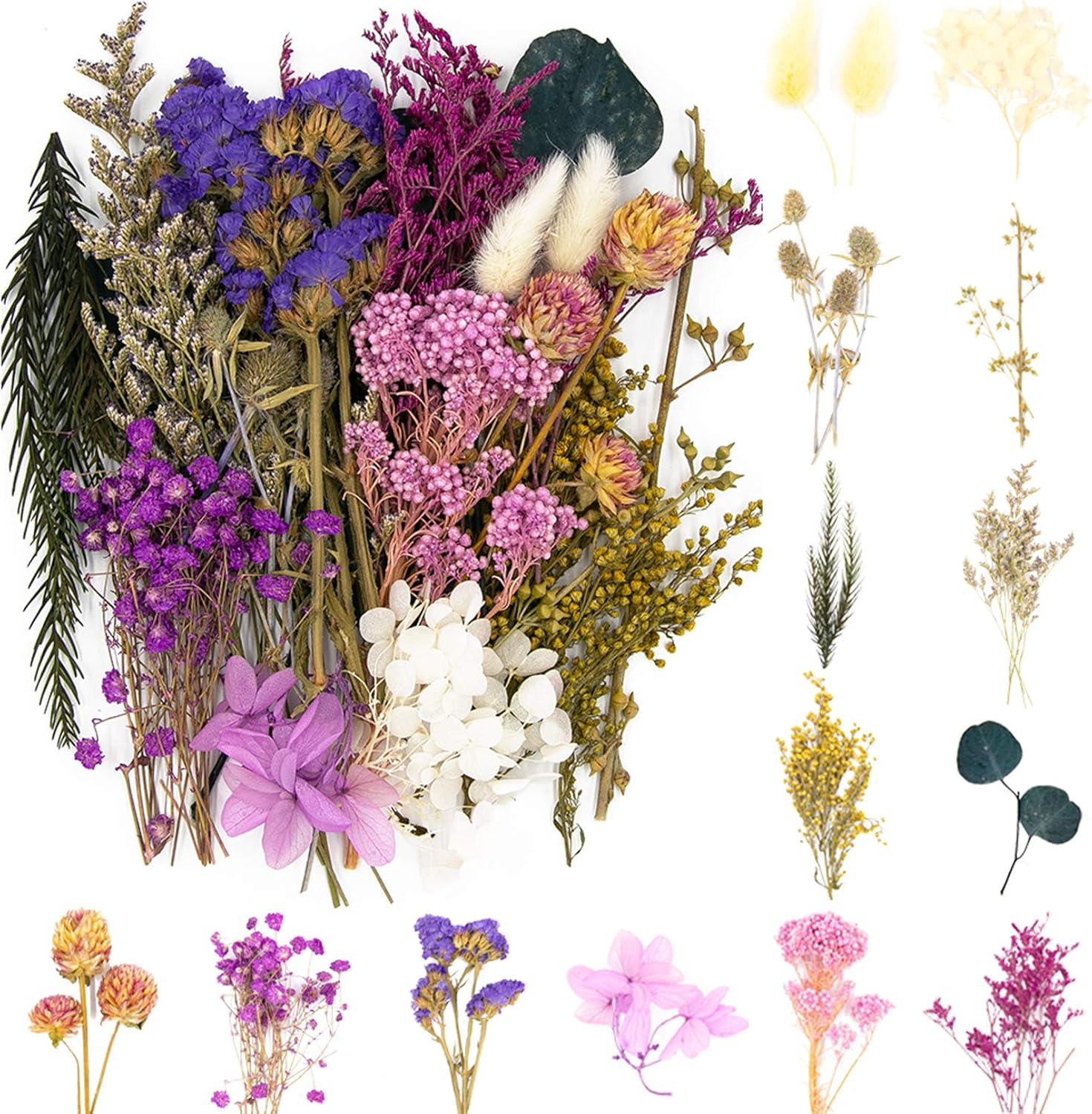 Vignee Real Dried Pressed Flowers Daisies Violet Craft