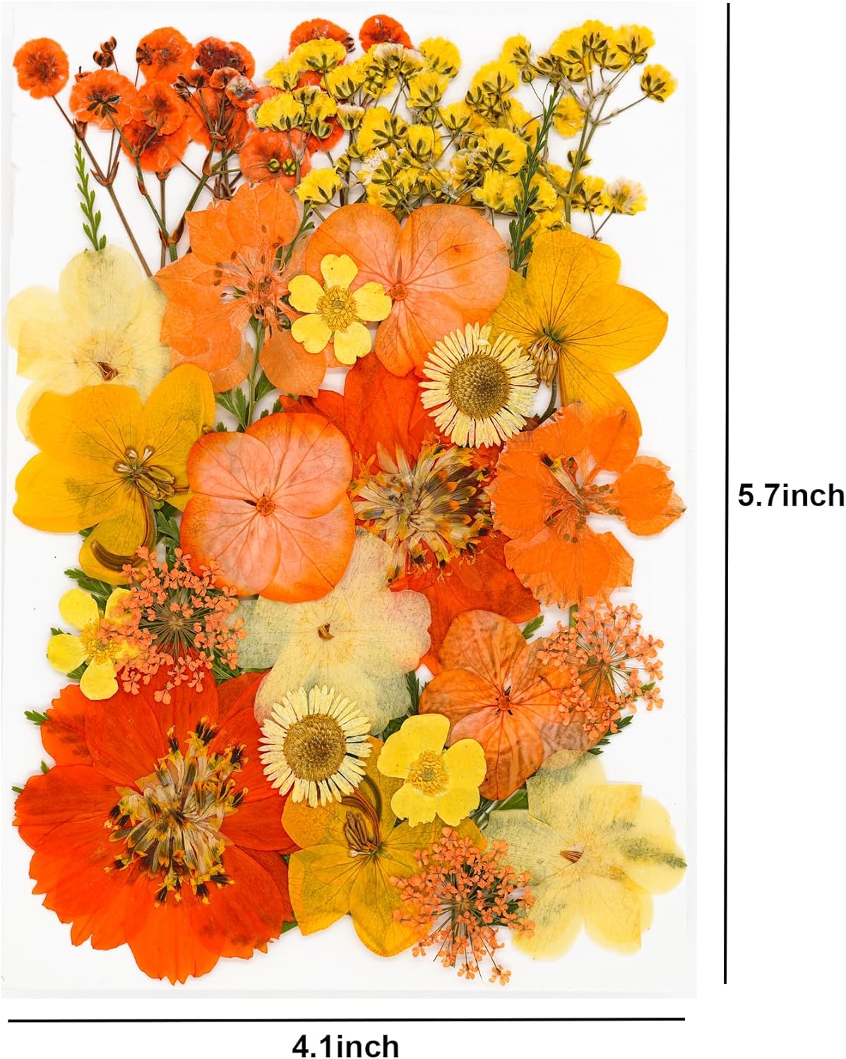 30Pcs Dried Pressed Flowers for Resin Art Crafts