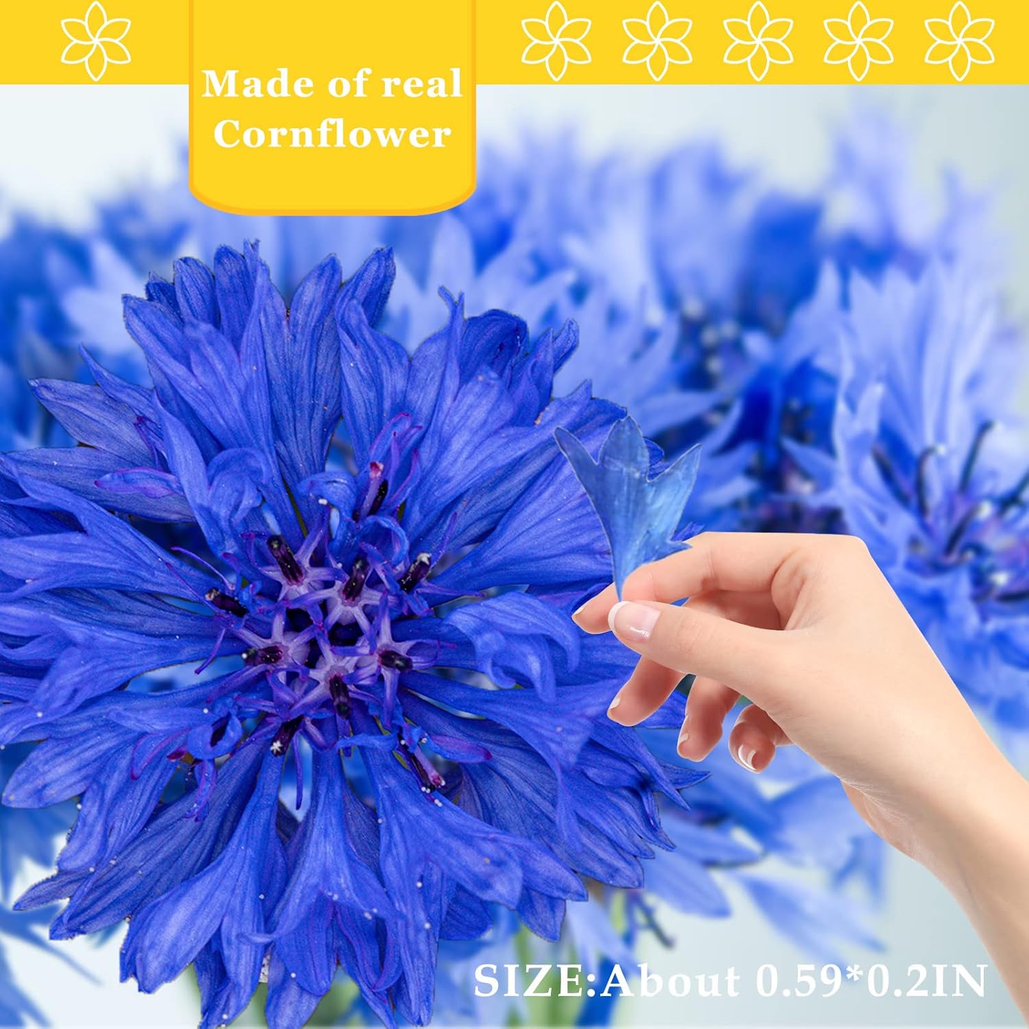 Blue Dried Pressed Corn-Flower for Resin Crafts 50PCS