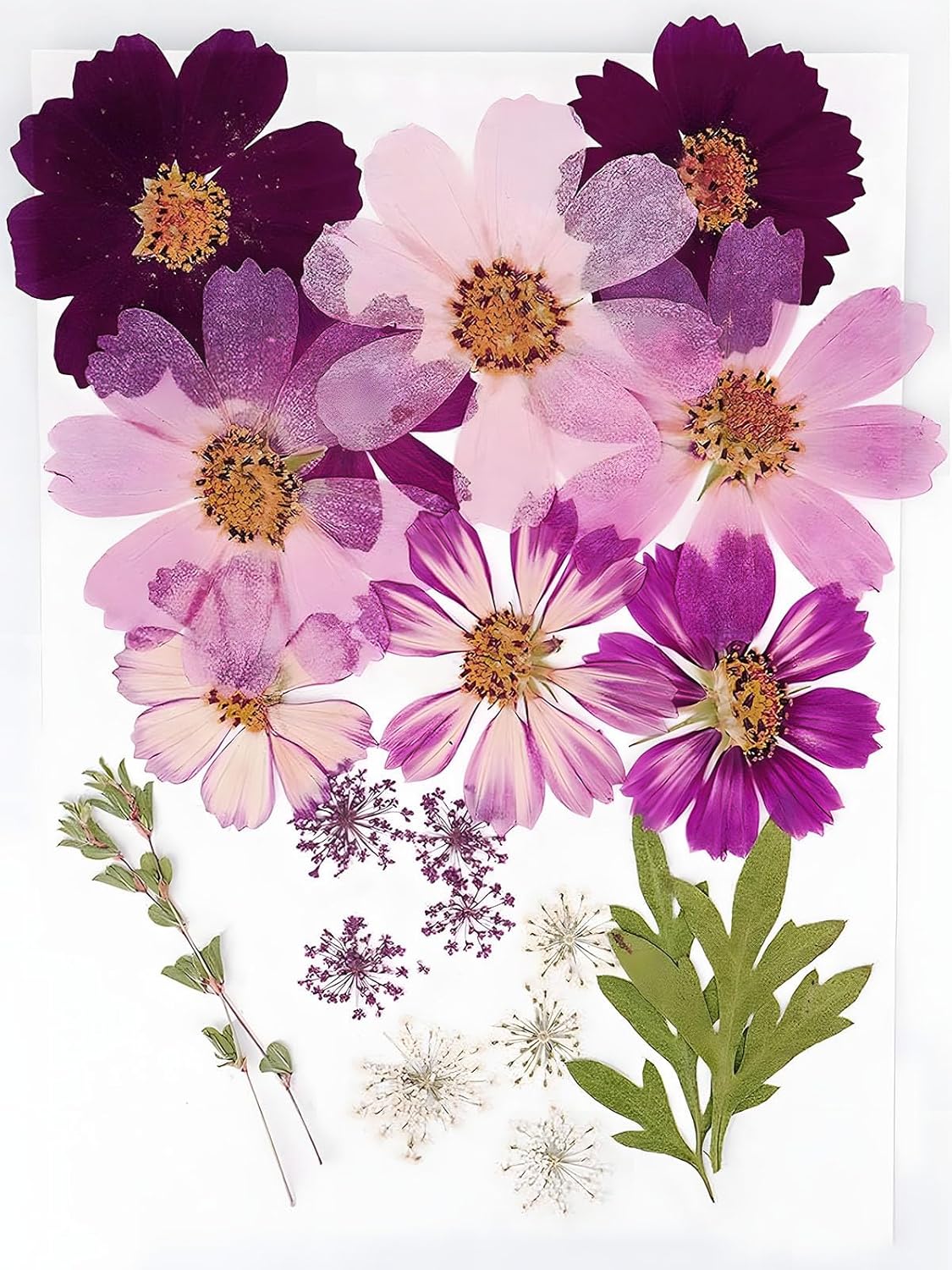 Big Dried Flowers for Resin Crafting and Scrapbooking Supplies Purple Galsang