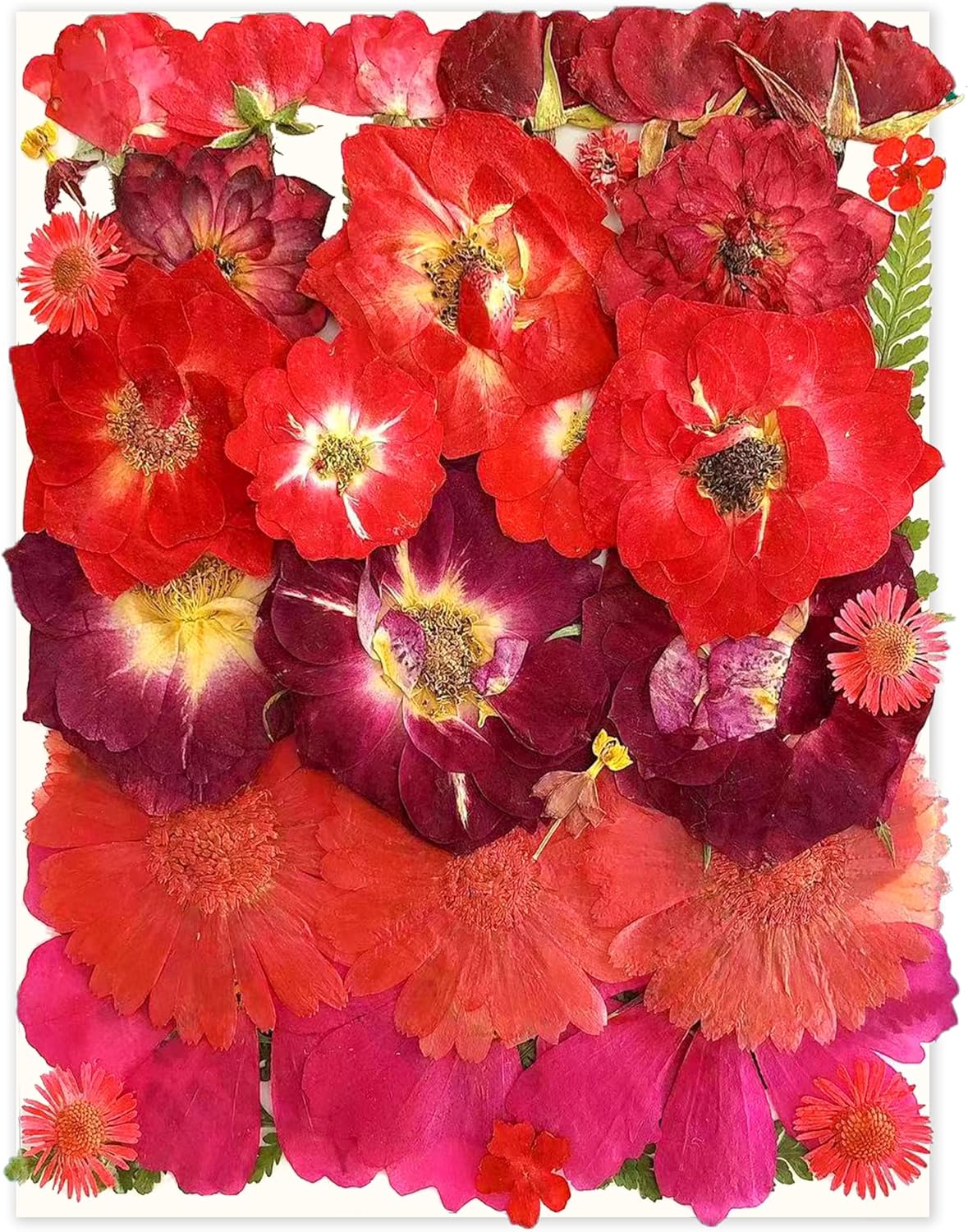 OECCO Large Red Dried Pressed Flowers for Resin Crafting