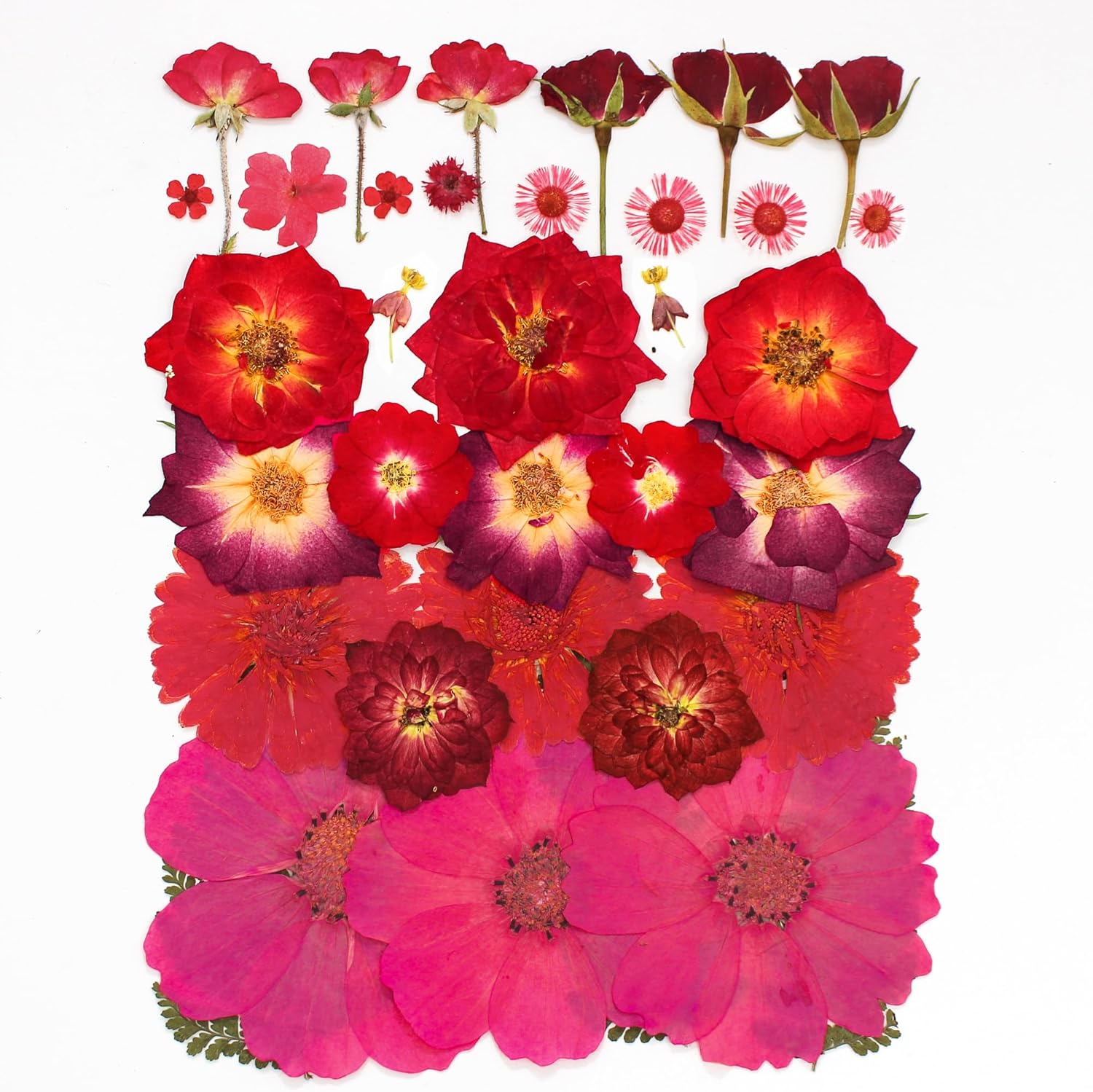 OECCO Large Red Dried Pressed Flowers for Resin Crafting