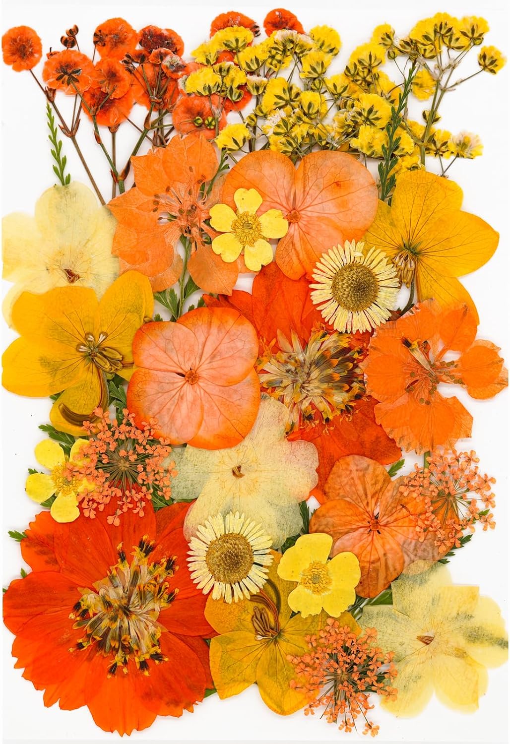 30Pcs Dried Pressed Flowers for Resin Art Crafts