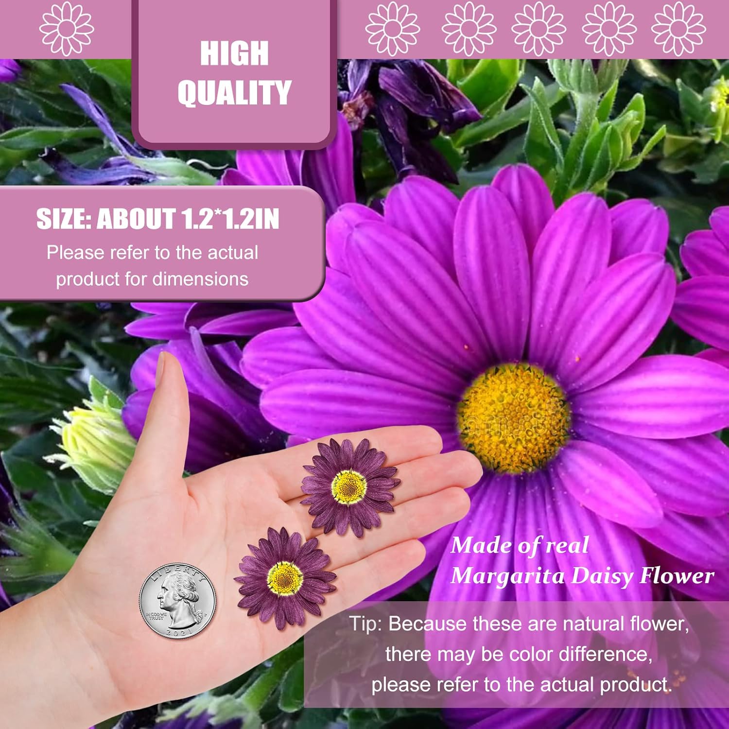 Purple Dried Sunflowers Margarita Daisies for Resin Crafts 60PCS