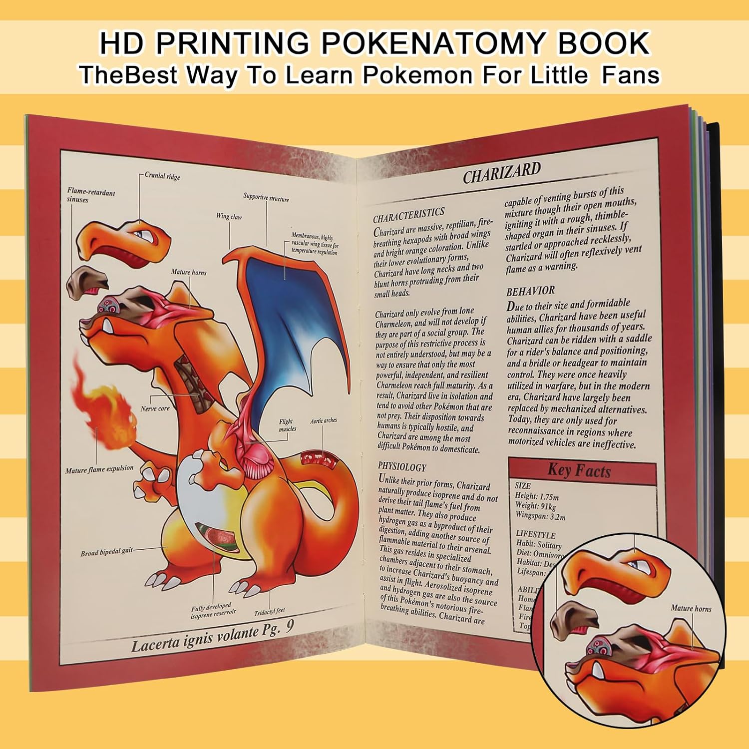 Pokenatomy Envelopes Binder for Christmas Birthday Gifts