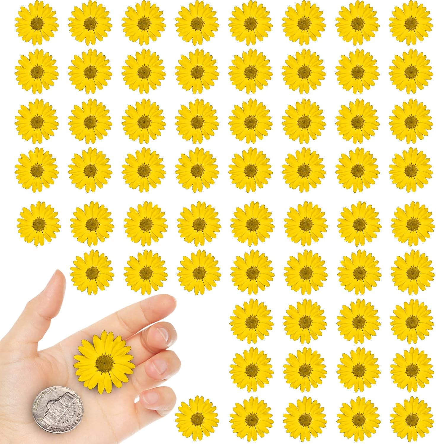 Yellow Dried Flowers Little Daisy for Resin Crafts 60PCS
