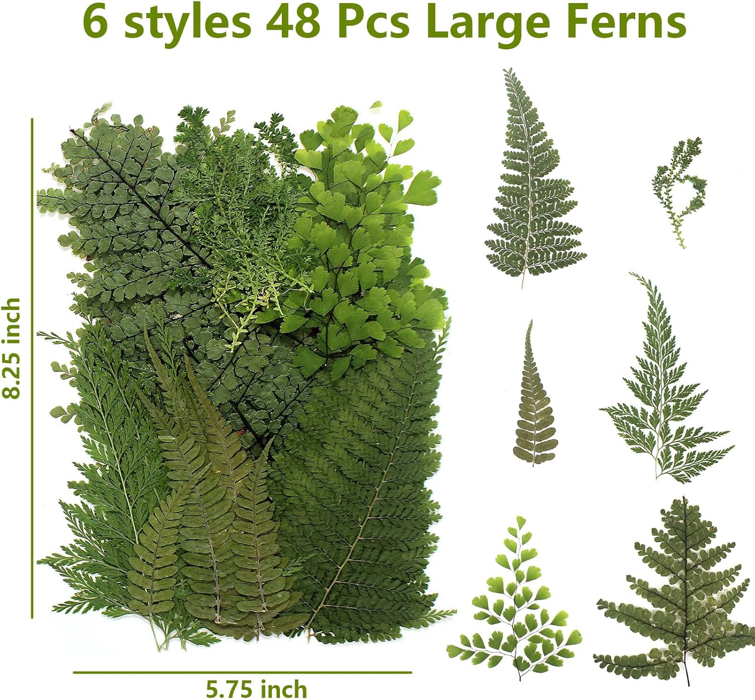 AHTONG 48PCS Natural Pressed Fern Leaves for Crafts and Resin Molds