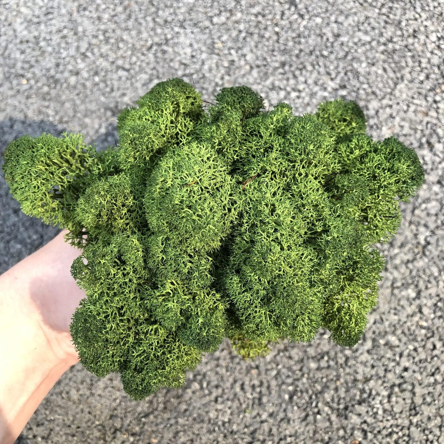 Preserved Reindeer Moss Green DIY Garden Art Decor Kit